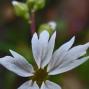 Woodland Star (Lithophragma affine): A somewhat common native perennial which has a slender rhizome rootstock.